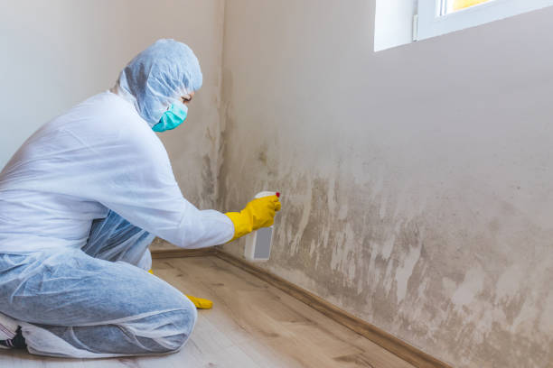 Licensed Black Mold Removal service in Jarrettsville, MD - WQB Mold Removal